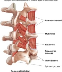 Tiger’s Injury, Surgery, and Prognosis